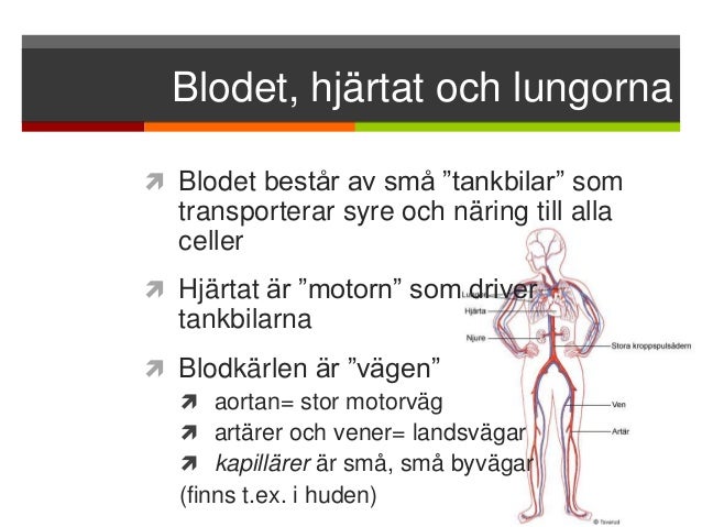 vad gör blodet vad gör blodet